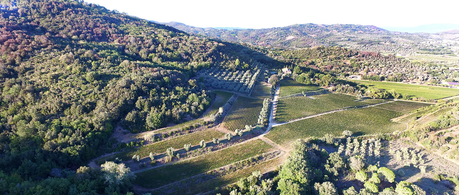 Montepeloso Vineyards