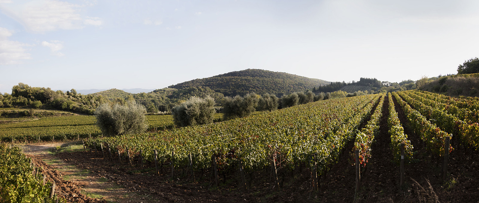 Montepeloso Vineyards